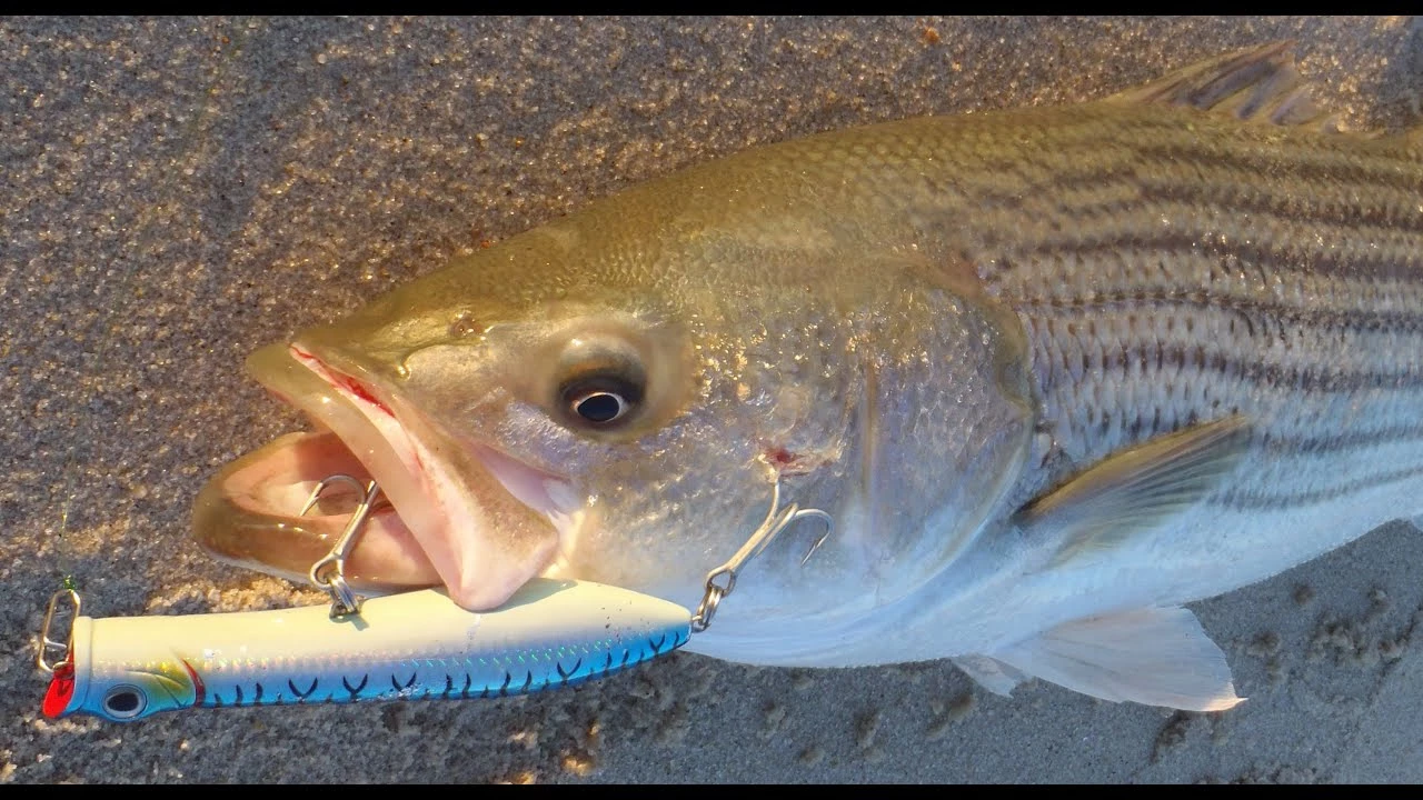 Cheap ✨ Tsunami Airwave Elite Surf Spinning Rods ✔️ 4 Cheap ✨ Tsunami Airwave Elite Surf Spinning Rods ✔️ - Image 2