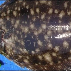 Wholesale 🤩 Tsunami Classic Casting Rods ✔️ -Cheap Rods Store image 366